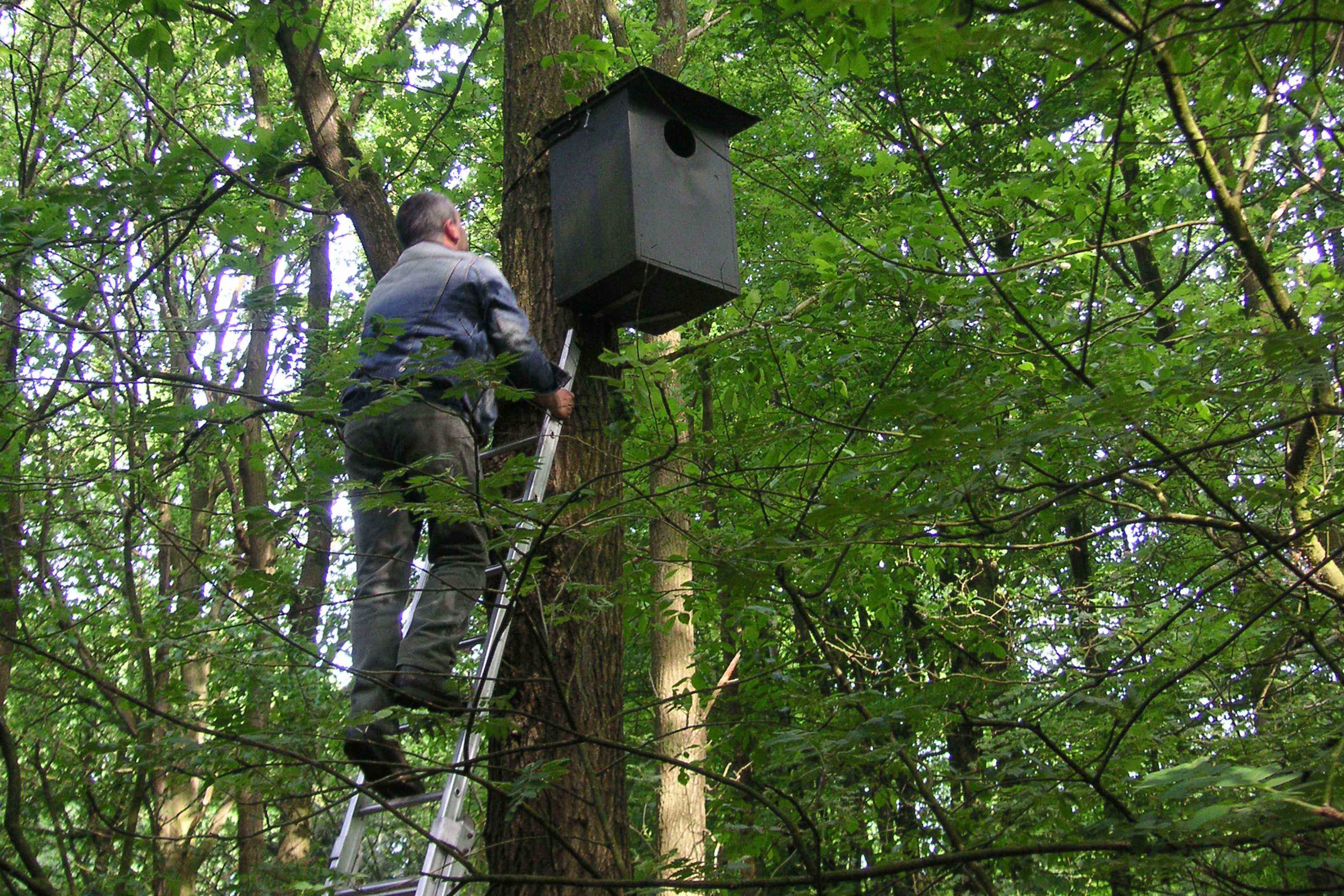 nestkasten koningshof   controle (jan wouters)