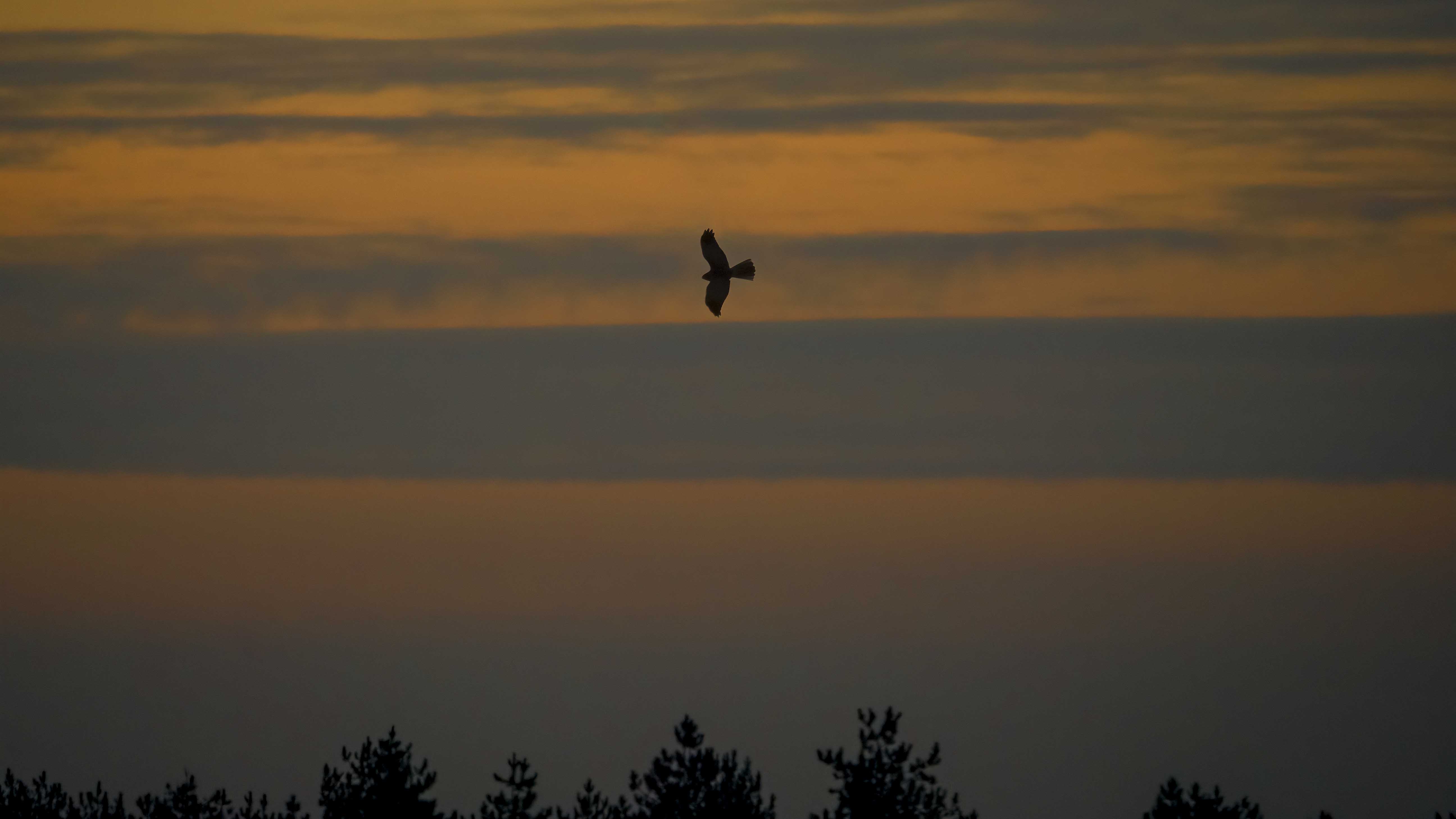 blauwe kiekendief   boven slaapplaats