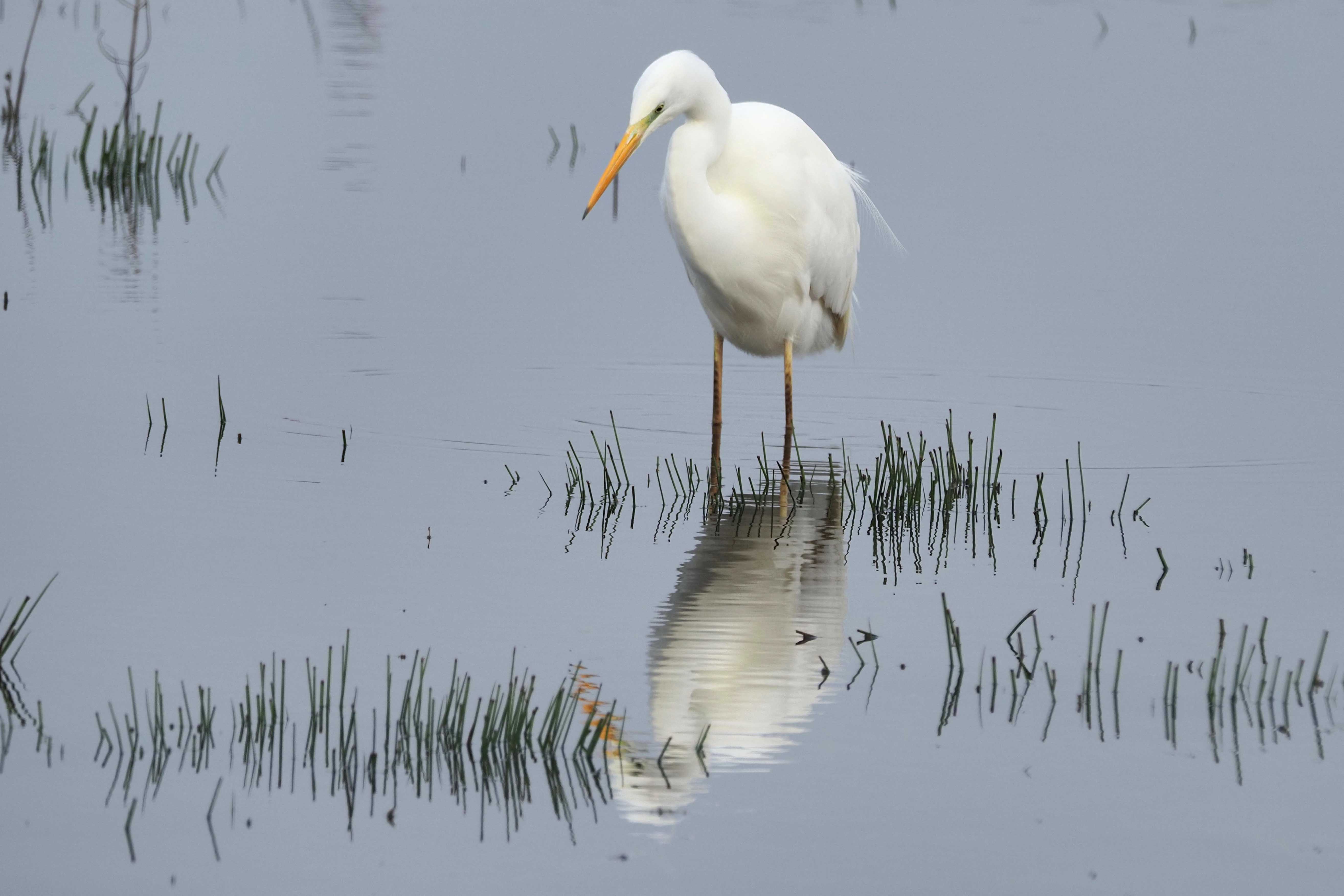 grote zilverreiger   in de winter